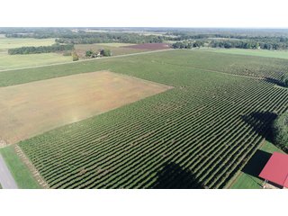 Van Buren County, Michigan Farmland - LAND AUCTION - 300+/- ACRES SPECIALTY CROP - GRAPES AND HOPS - OFFERED IN 8 TRACTS IN VAN BUREN COUNTY, MICHIGAN